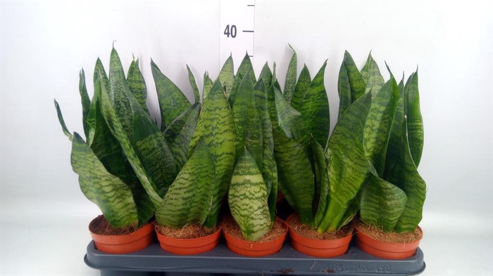 <h4>Sansevieria zeylanica</h4>