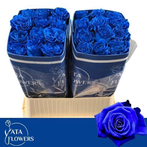 <h4>R Gr Tinted Blue L7</h4>