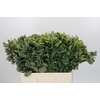 Pittosporum Ilan