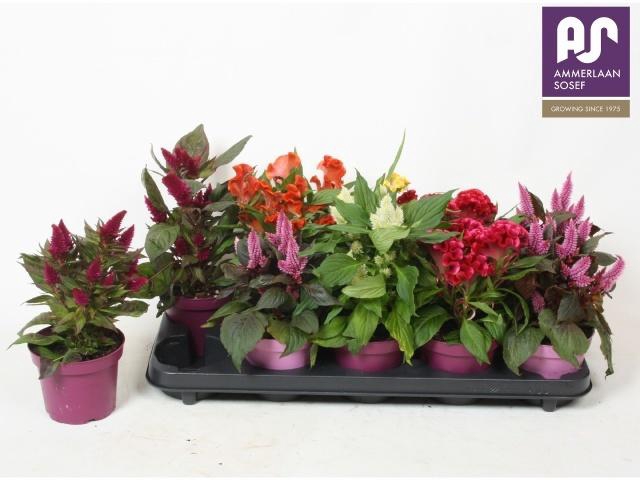 <h4>CEL ARGENTEA GEM</h4>