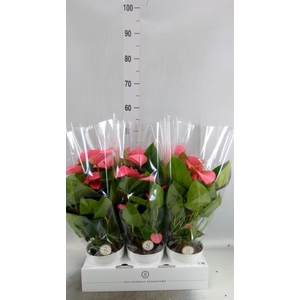 Anthurium andr. 'Pink Champion'