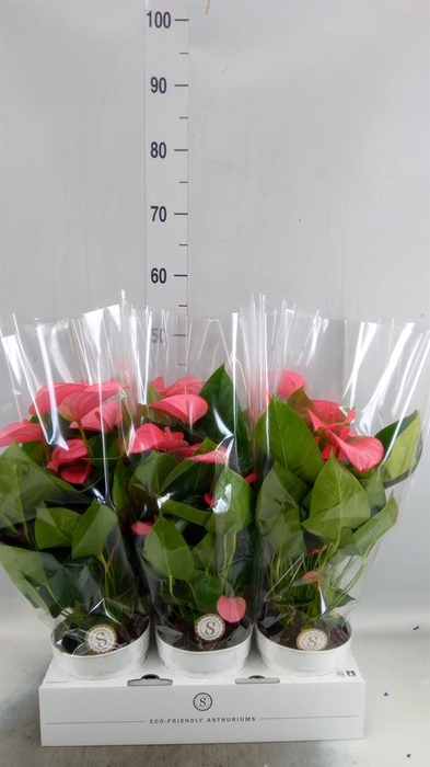 <h4>Anthurium andr. 'Pink Champion'</h4>