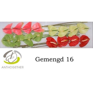 Anthurium Mix Surprise