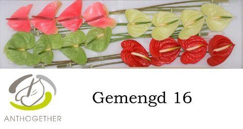 <h4>Anthurium Mix Surprise</h4>