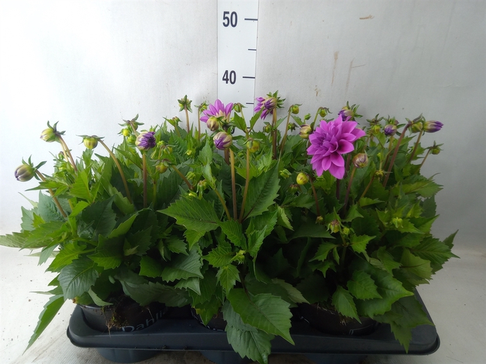 <h4>Dahlia   ...from seeds/cuttings</h4>