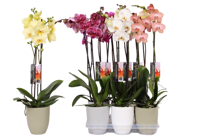 <h4>Phalaenopsis mix, 2-spike mix Ceramics</h4>