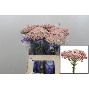 OZOTH COOKS TALL PIN