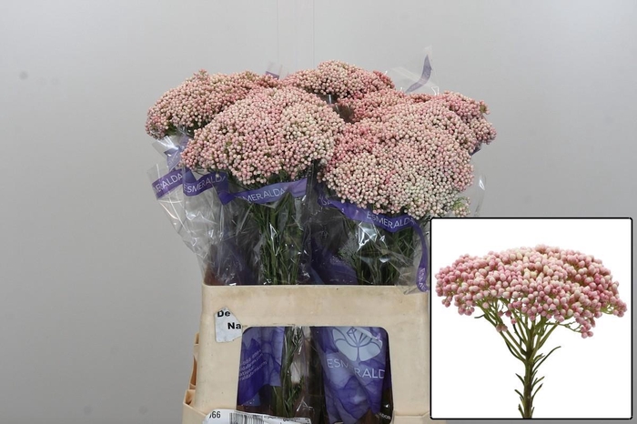 <h4>OZOTH COOKS TALL PIN</h4>