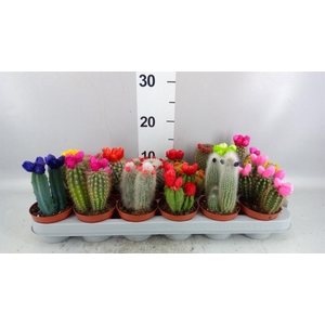 Cactus   ...decorated