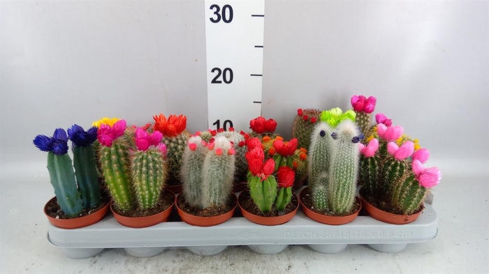 <h4>Cactus   ...decorated</h4>