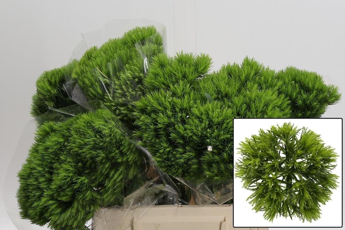 <h4>DI BARB KIWI MELLOW</h4>