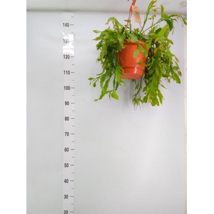 Rhipsalis ...