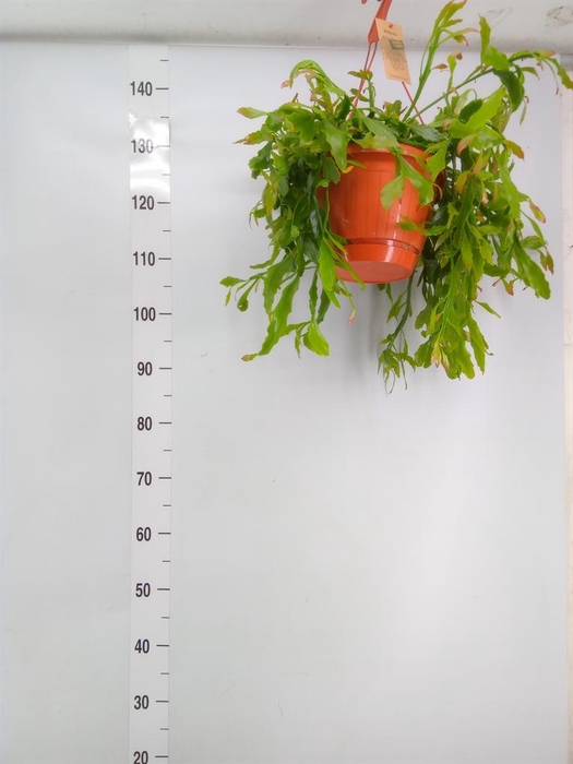 <h4>Rhipsalis   ...</h4>