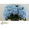 Hydr M Verena Bl