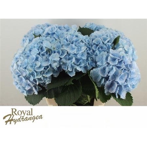 Hydr M Verena Blauw