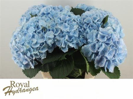 <h4>Hydr M Verena Blauw</h4>