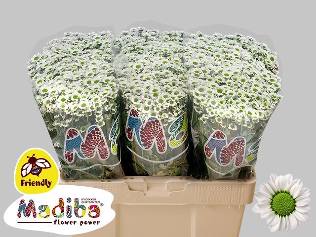 <h4>Chr San Madiba Lindi White Monnikenwaaard</h4>