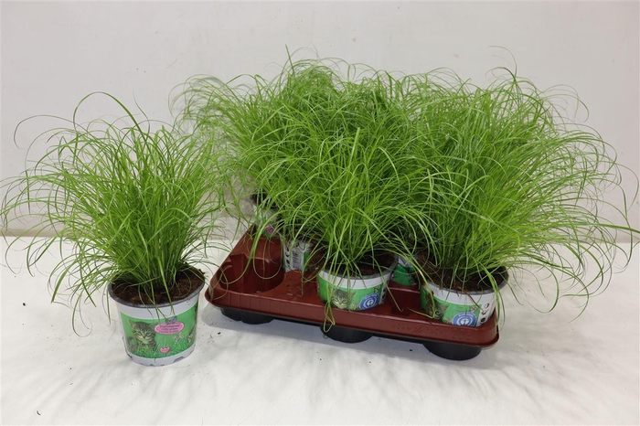 <h4>Cyper Alt Zumula</h4>