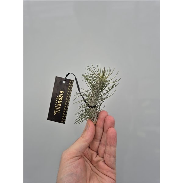 <h4>Tillandsia Funkiana "Curved" met Label</h4>