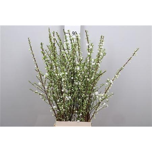 Prunus Gland Vertakt