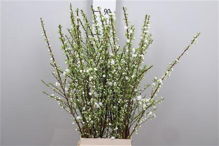 <h4>Prunus Gland Vertakt</h4>