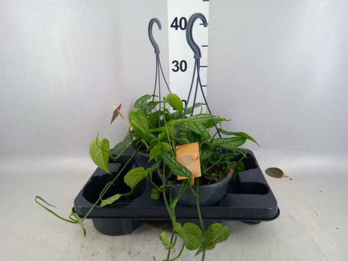 <h4>Monstera siltepecana</h4>