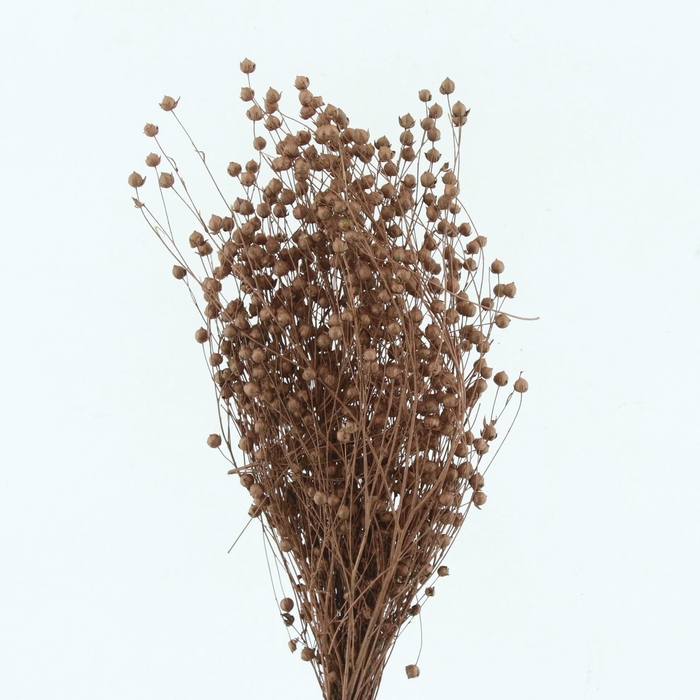 <h4>DROOGBL ONBEWERKT</h4>