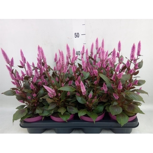 Celosia spic. 'Wild Pink'