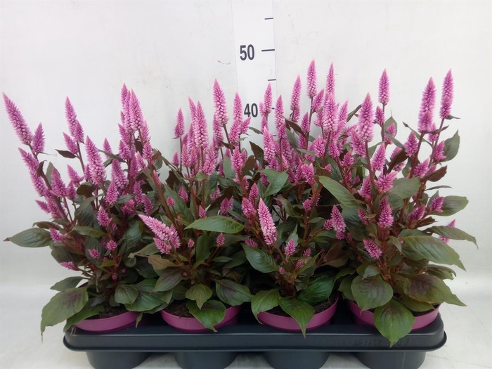 <h4>Celosia spic. 'Wild Pink'</h4>
