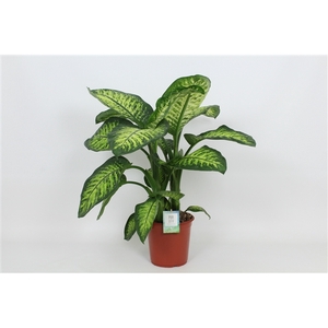 Purify Dieffenbachia Lemon Tropic 24 cm