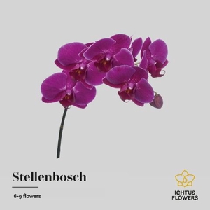Phalaenopsis Stellenbosch 7-9