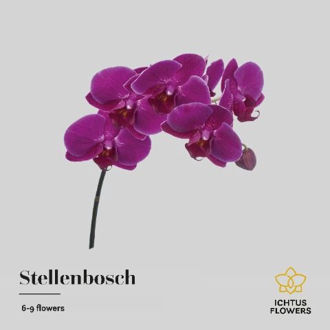 <h4>Phalaenopsis Stellenbosch 7-9</h4>
