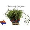 Chasmanthium Latifolium