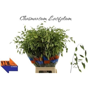 Chasmanthium Latifolium