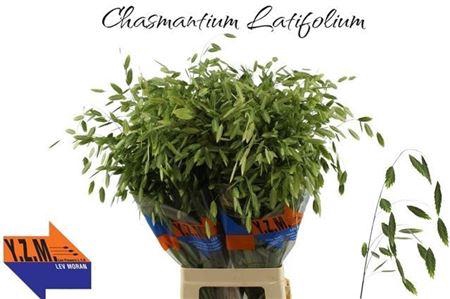 <h4>Chasmanthium Latifolium</h4>