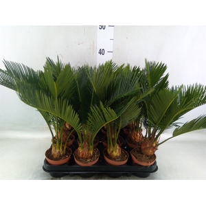 Cycas revoluta