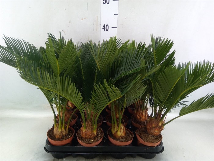 <h4>Cycas revoluta</h4>
