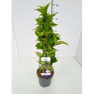 Weigela overig