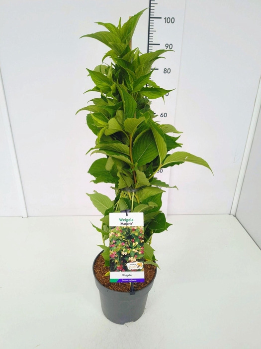 <h4>Weigela overig</h4>