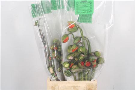 Papaver Gemengd Per Tak