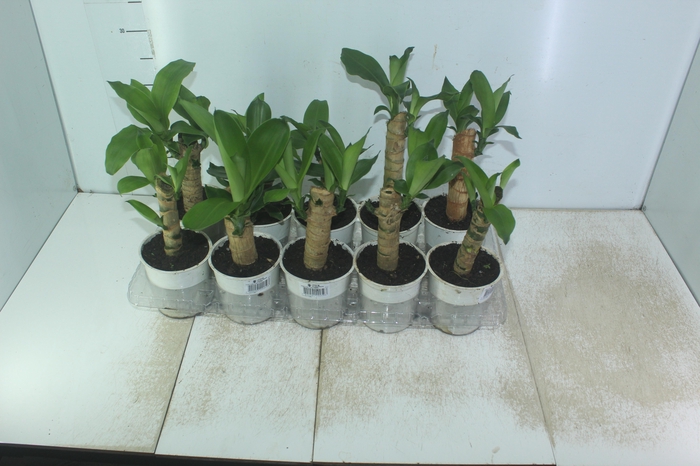 <h4>DRACENA FRAGRANS P12</h4>