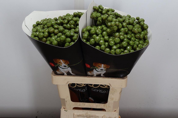 <h4>Wax-Rozen Wax Wit Zilver glitter</h4>