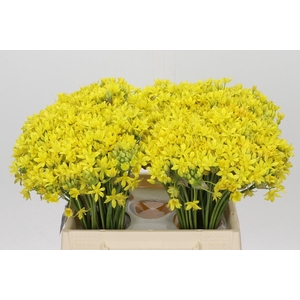 Allium Moly Jeannine
