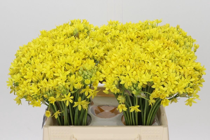<h4>Allium Moly Jeannine</h4>