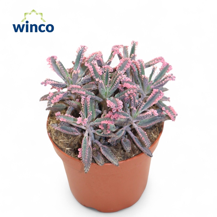 <h4>Kalanchoe Pink Butterfly</h4>