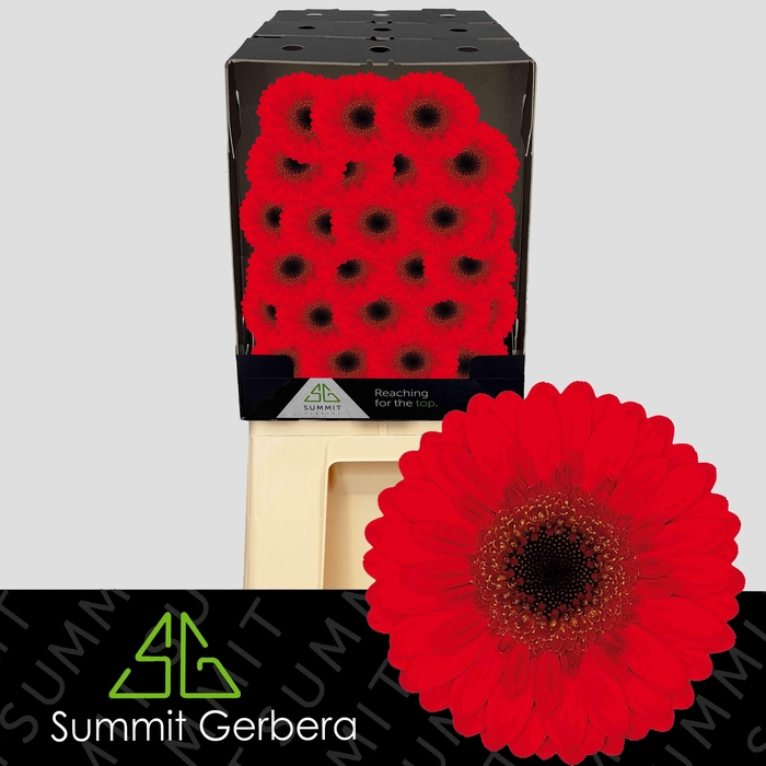 <h4>Germini Nirvana Diamond</h4>