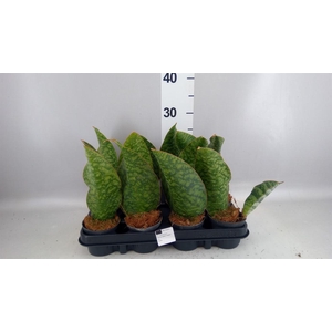 Sansevieria   ...