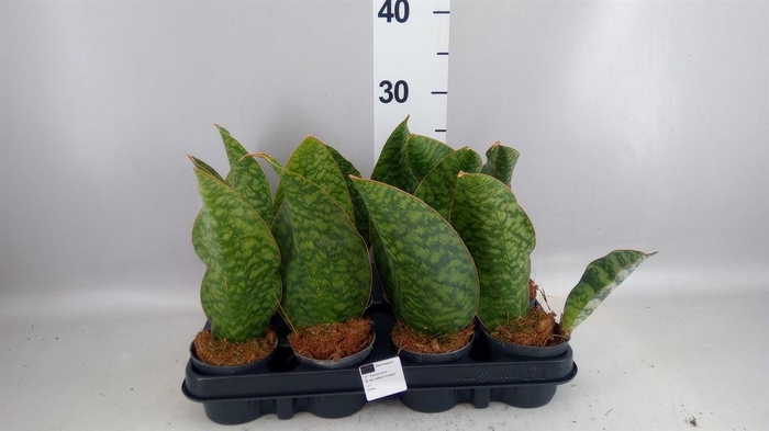<h4>Sansevieria   ...</h4>