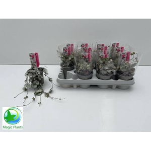 CEROP WO SILVE GLORY