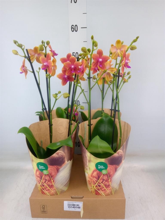<h4>Phalaenopsis multi. 'Ant Bolgheri'</h4>